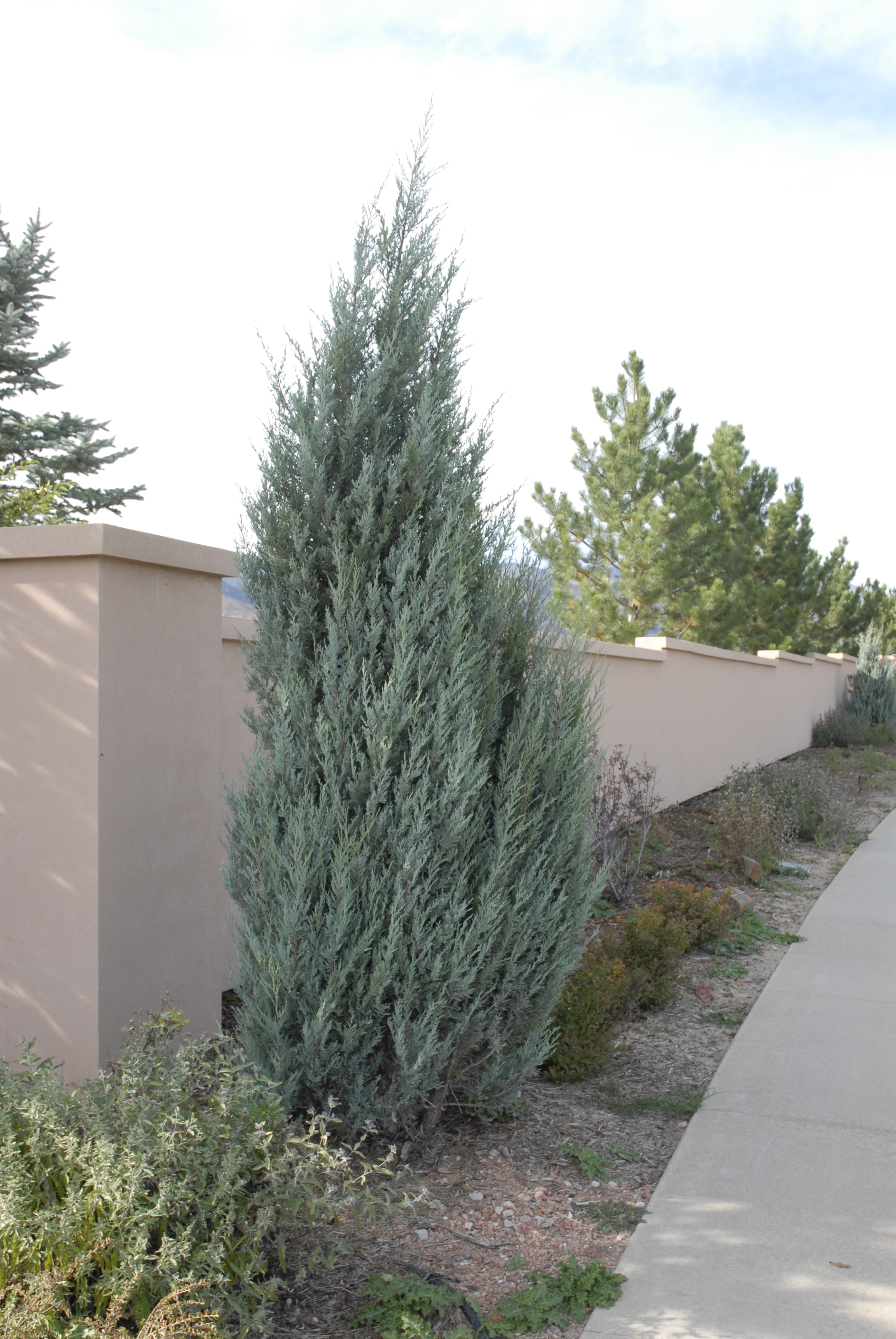 Rocky Mountain Juniper